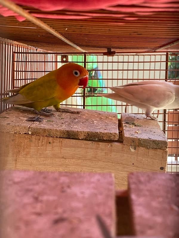 love bird breeder pair for sale 9