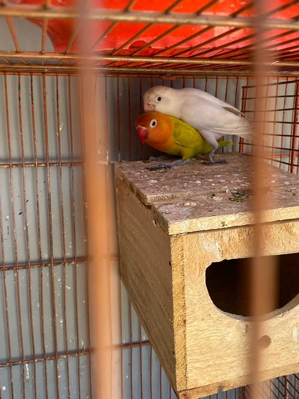 love bird breeder pair for sale 10
