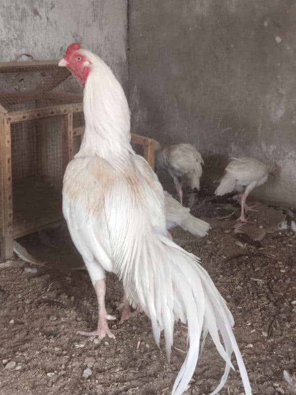 high quality Aseel fiter jet male 0
