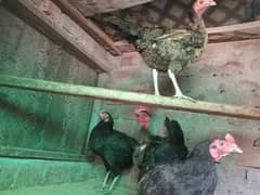 DESI MURGIAN FOR SALE