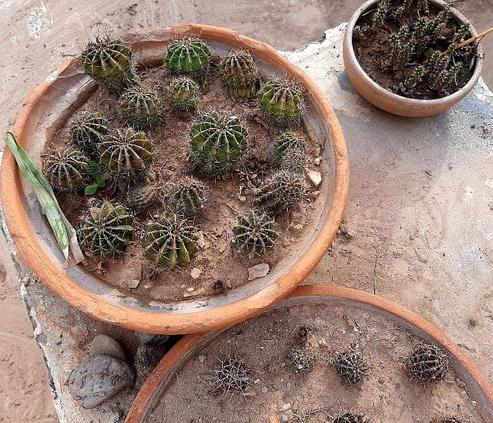 plants trees succulents cactus for sale urgently due to shifting 4