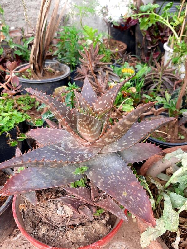 plants trees succulents cactus for sale urgently due to shifting 7