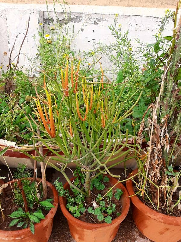 plants trees succulents cactus for sale urgently due to shifting 9