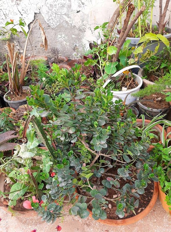 plants trees succulents cactus for sale urgently due to shifting 10