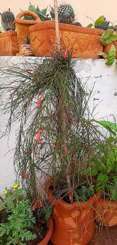 plants trees succulents cactus for sale urgently due to shifting 11