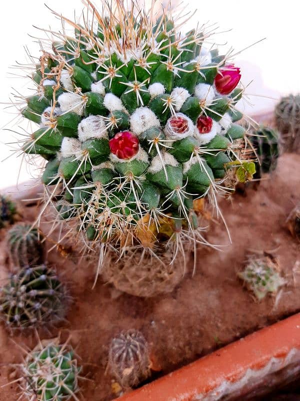 plants trees succulents cactus for sale urgently due to shifting 14
