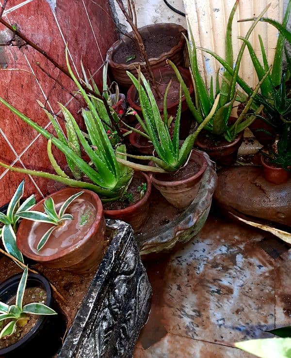 plants trees succulents cactus for sale urgently due to shifting 16