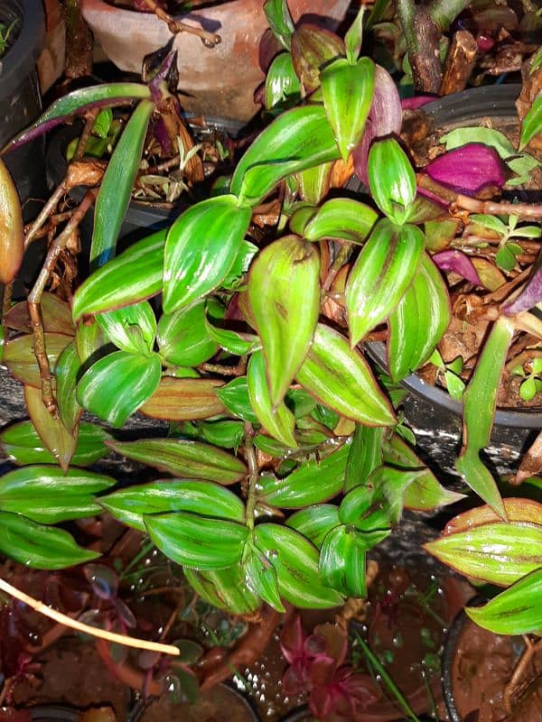 plants trees succulents cactus for sale urgently due to shifting 17