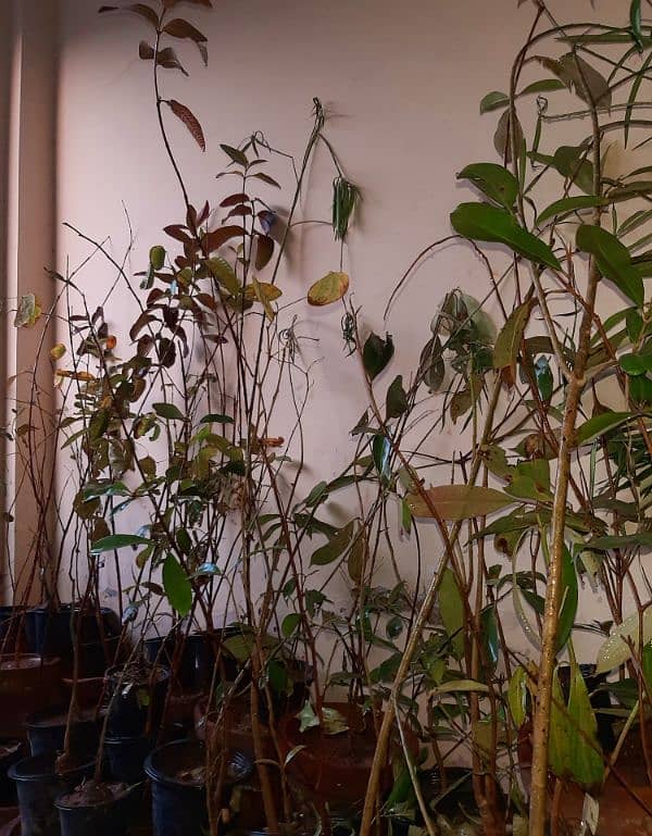 plants trees succulents cactus for sale urgently due to shifting 18
