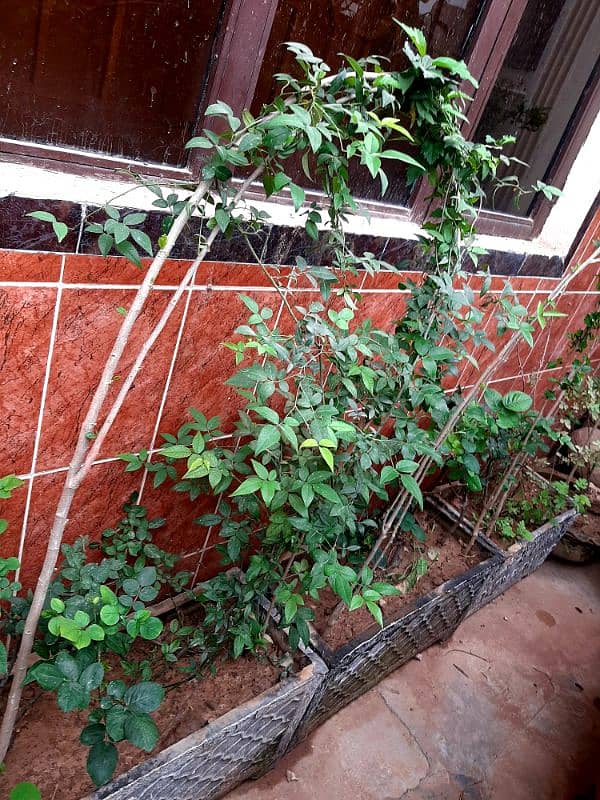 plants trees succulents cactus for sale urgently due to shifting 5