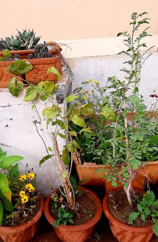 plants trees succulents cactus for sale urgently due to shifting 16