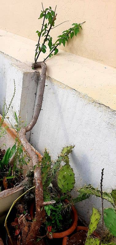 plants trees succulents cactus for sale urgently due to shifting 17