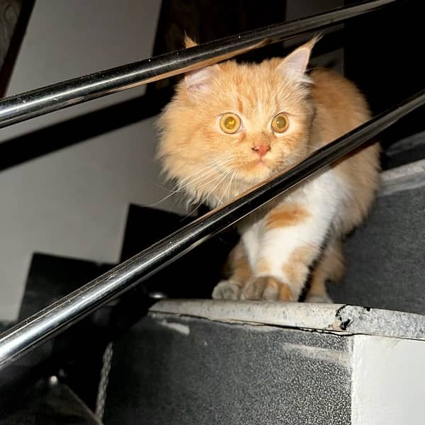 Persian Double-Coated Brown-Eyed Male Kitten | Long-Haired | Healthy 3