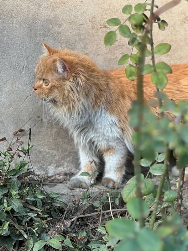 Persian Double-Coated Brown-Eyed Male Kitten | Long-Haired | Healthy 1