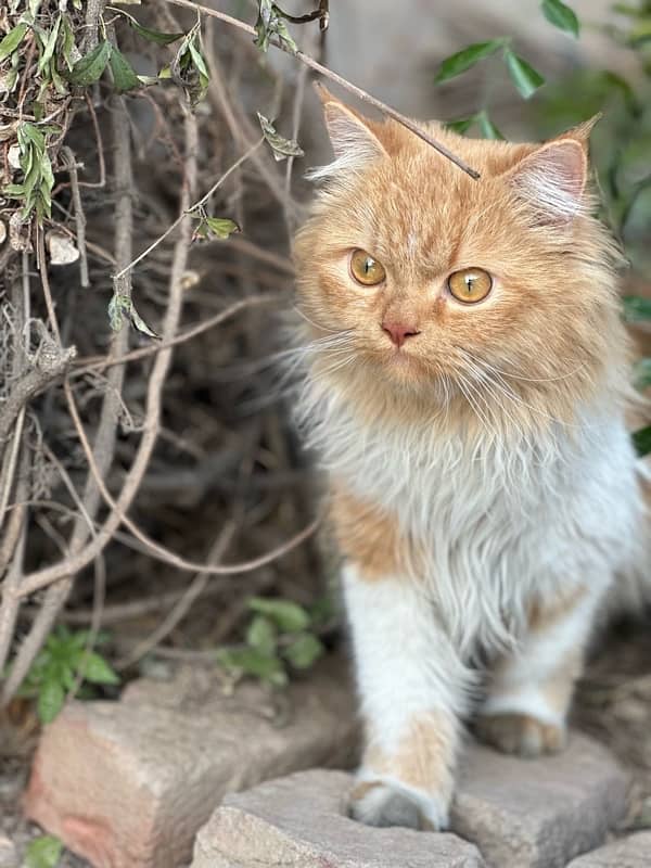 Persian Double-Coated Brown-Eyed Male Kitten | Long-Haired | Healthy 0