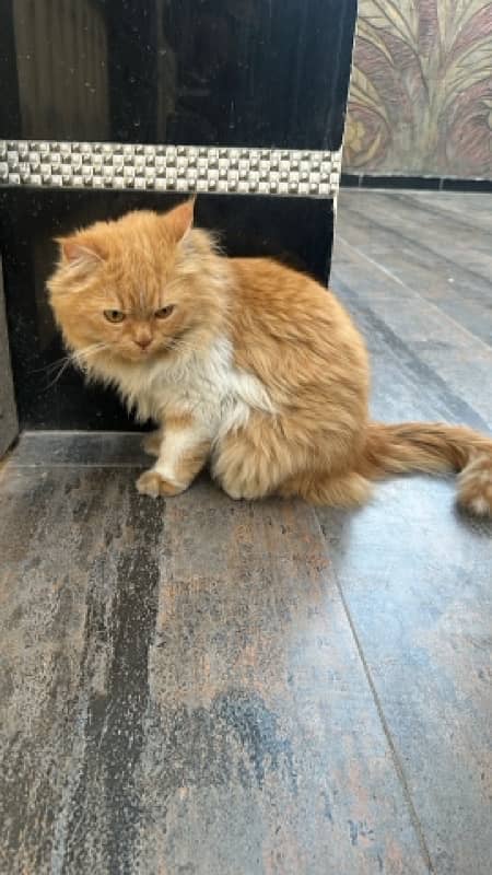 Persian Double-Coated Brown-Eyed Male Kitten | Long-Haired | Healthy 2