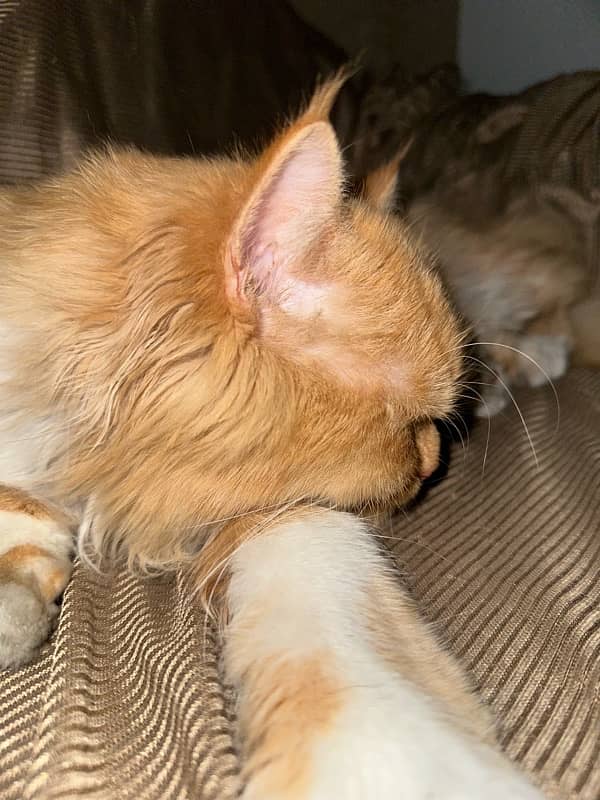 Persian Double-Coated Brown-Eyed Male Kitten | Long-Haired | Healthy 5