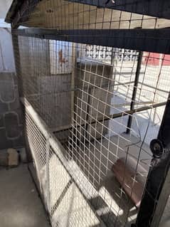 Hen