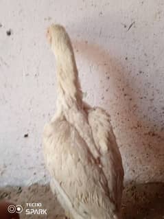 shamo