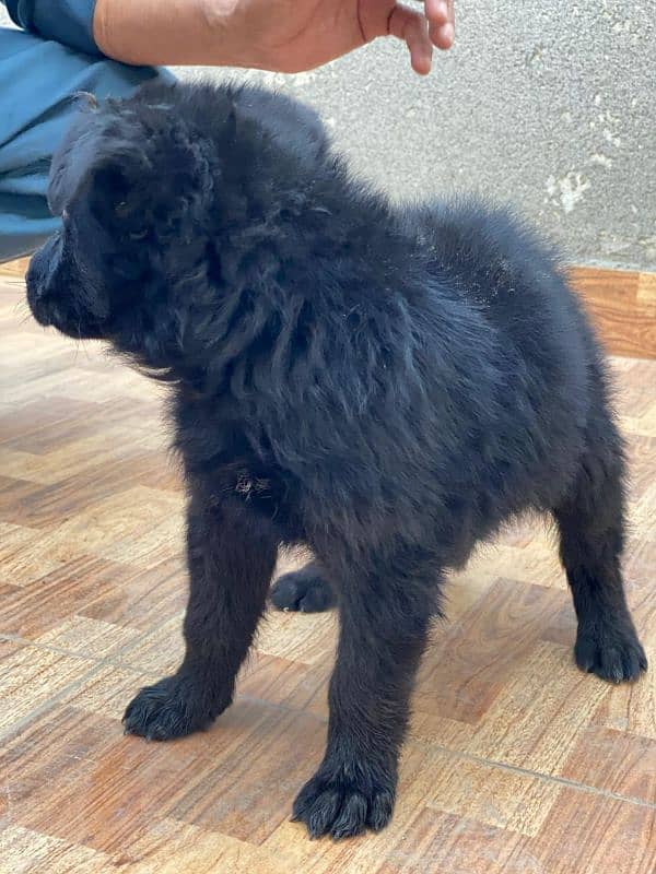 German shepherd  puppy available for sale Top of the line quality 3