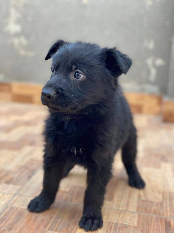 German shepherd  puppy available for sale Top of the line quality 4