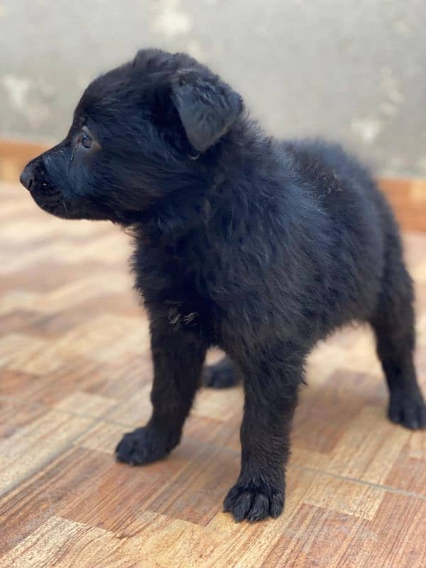 German shepherd  puppy available for sale Top of the line quality 5
