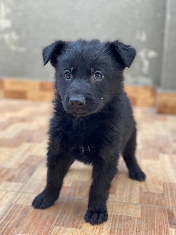German shepherd  puppy available for sale Top of the line quality 6
