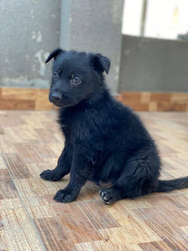 German shepherd  puppy available for sale Top of the line quality 7