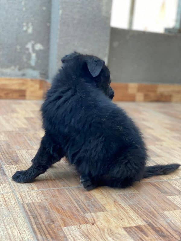 German shepherd  puppy available for sale Top of the line quality 8