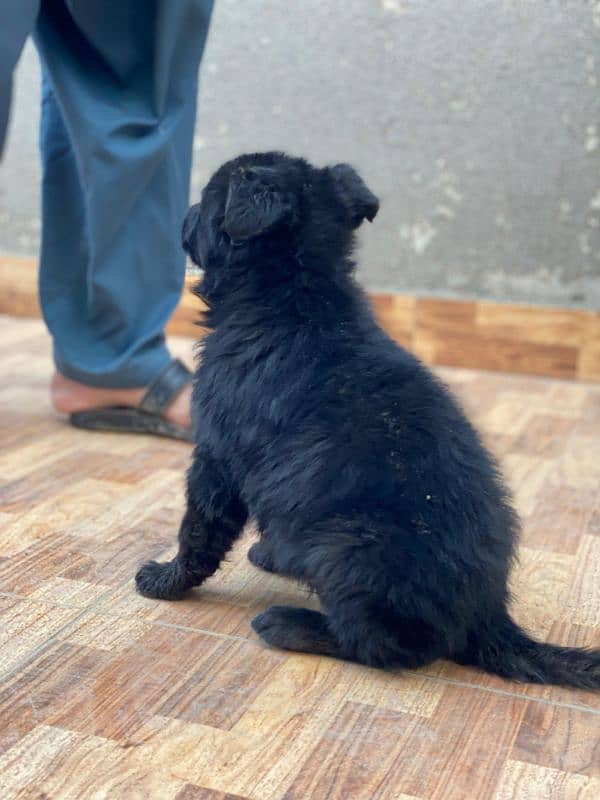 German shepherd  puppy available for sale Top of the line quality 9
