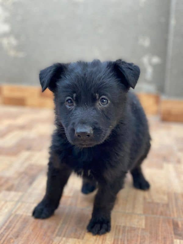 German shepherd  puppy available for sale Top of the line quality 10