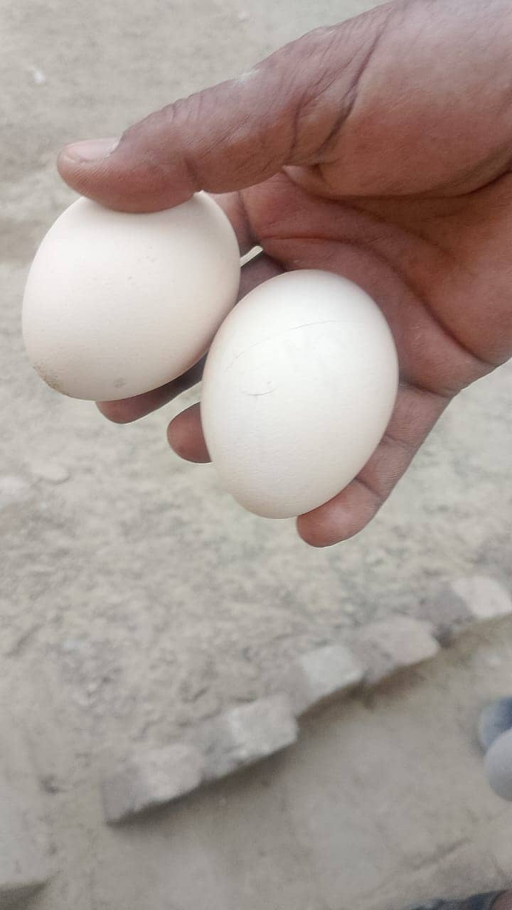 Peacock Eggs 0