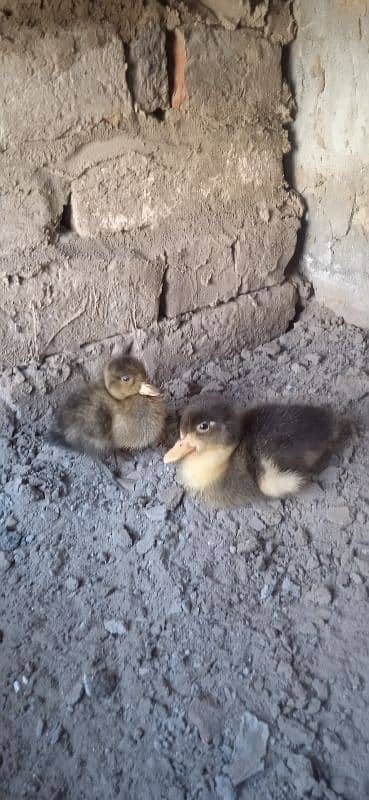 duck pair 0