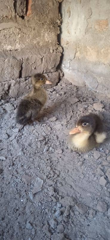 duck pair 1