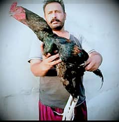 king shamo kras patha03234073320