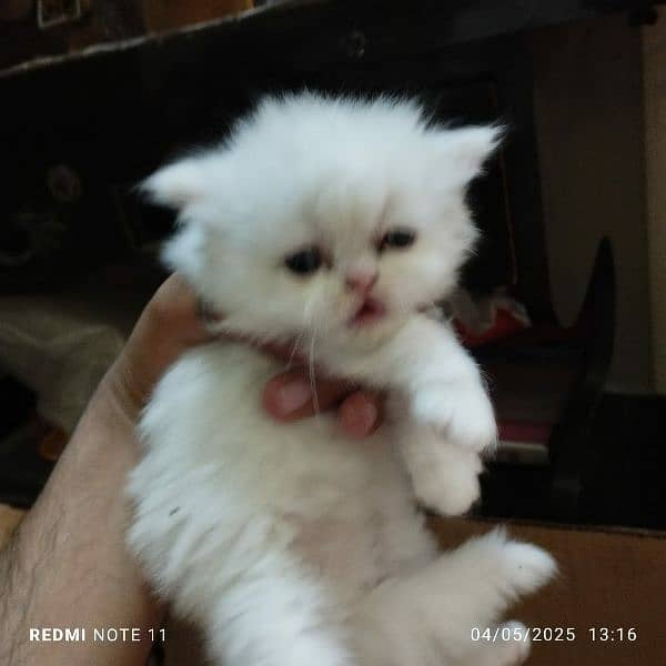 extreme quality Persian triple coated up for sale Cod available 0
