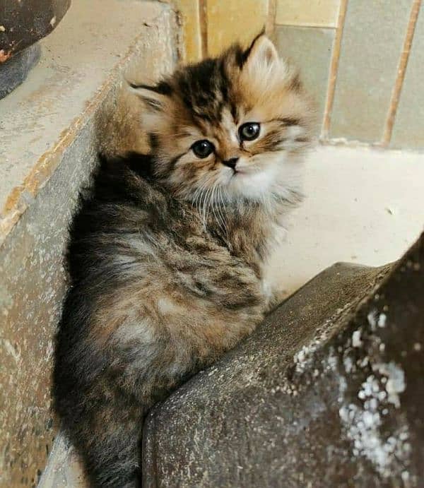 extreme quality Persian triple coated up for sale Cod available 1