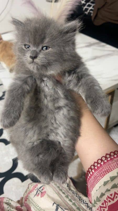 extreme quality Persian triple coated up for sale Cod available 2