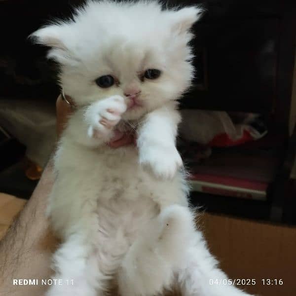 extreme quality Persian triple coated up for sale Cod available 3