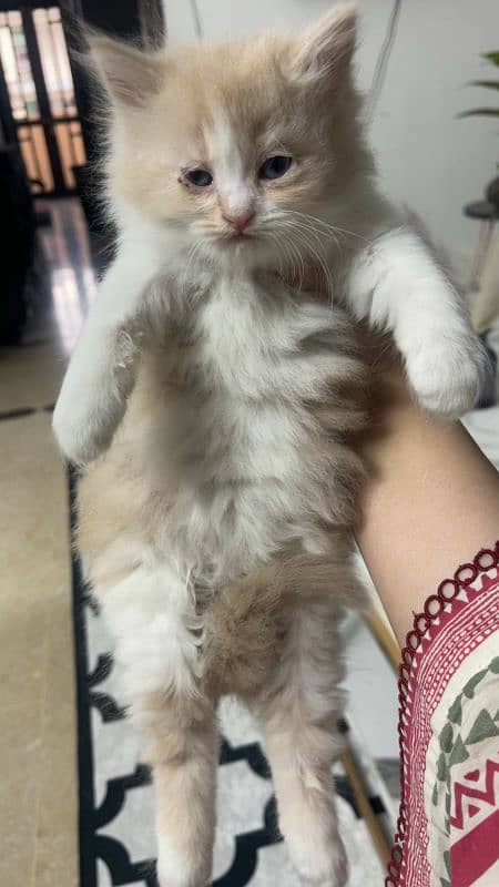 extreme quality Persian triple coated up for sale Cod available 4