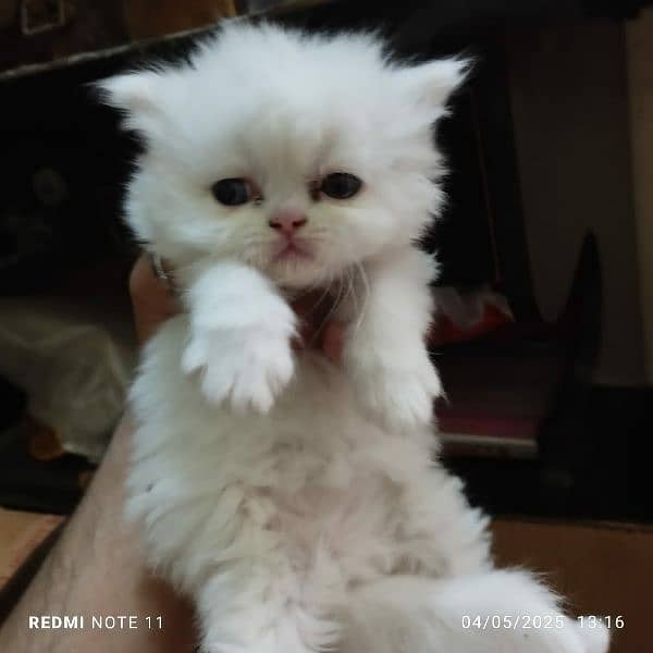 extreme quality Persian triple coated up for sale Cod available 5