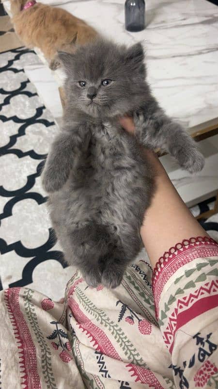 extreme quality Persian triple coated up for sale Cod available 6