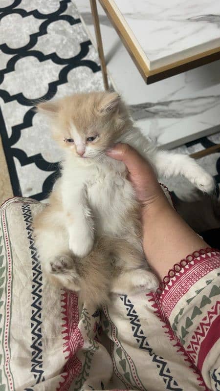 extreme quality Persian triple coated up for sale Cod available 7