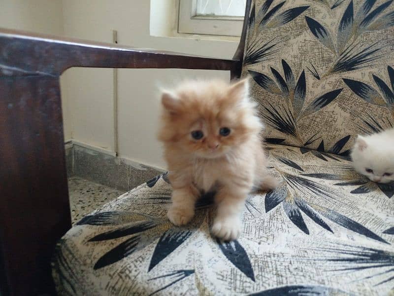 pure Persian kittens fawn female white male 7
