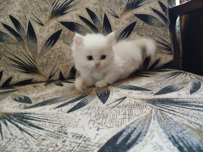 pure Persian kittens fawn female white male 8