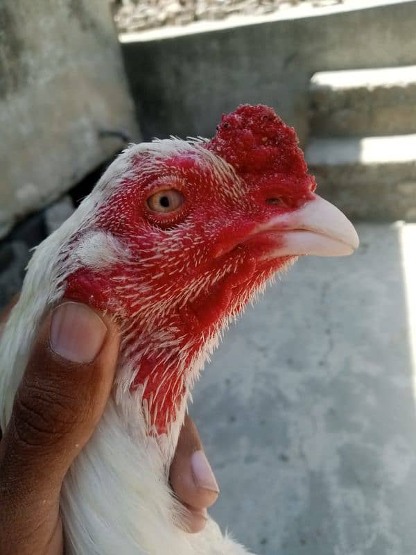 03475596257pure aseel high quality patha for sale in resinable price 0