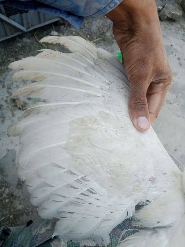 03475596257pure aseel high quality patha for sale in resinable price 2