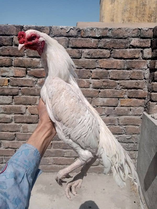 03475596257pure aseel high quality patha for sale in resinable price 3
