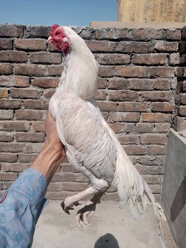03475596257pure aseel high quality patha for sale in resinable price 4