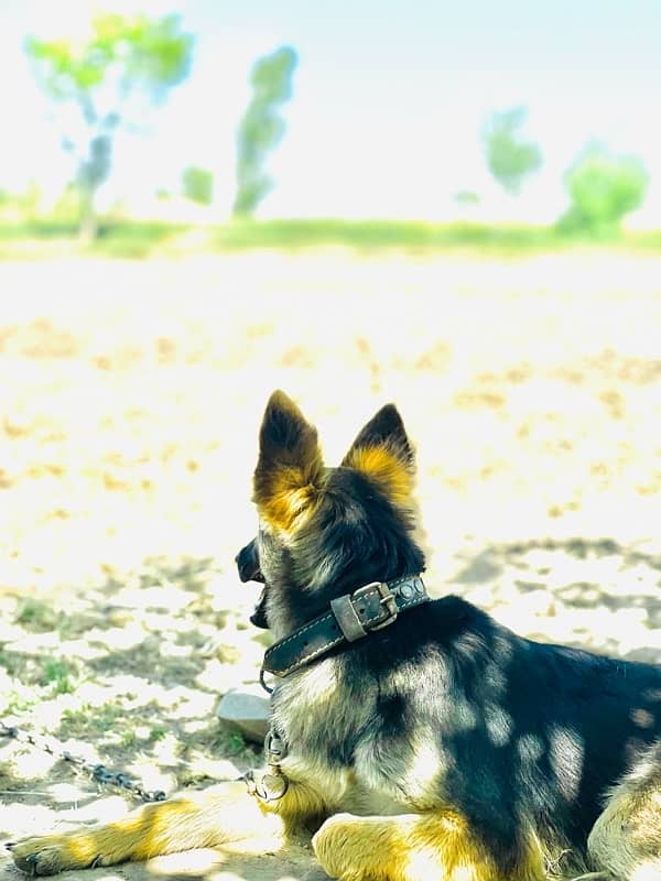 top quality German Shepherd Stock coat female available for sale 2